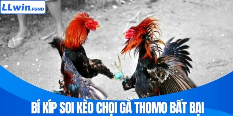 Bí kíp soi kèo chọi gà Thomo bất bại