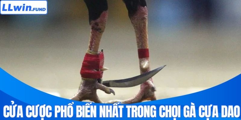 Cửa cược phổ biến nhất trong chọi gà cựa dao