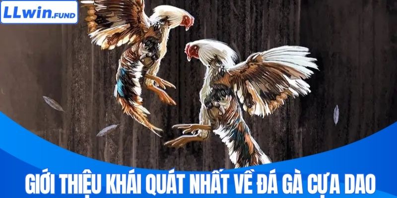 Giới thiệu khái quát nhất về đá gà cựa dao