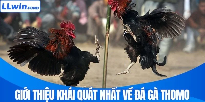 Giới thiệu khái quát nhất về đá gà Thomo