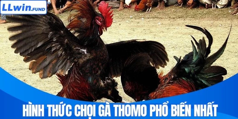 Hình thức chọi gà Thomo phổ biến nhất