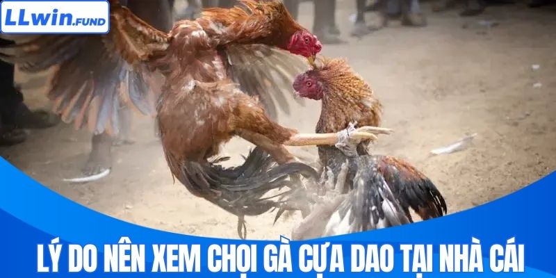 Lý do nên xem chọi gà cựa dao tại nhà cái
